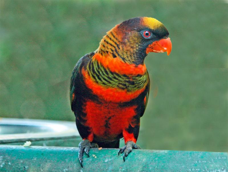 Colorful Parrots